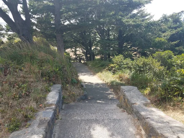 Degraus Pedra Escadas Calçada Com Árvores Verdes Gramíneas — Fotografia de Stock