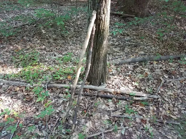 Zwei Gehstöcke Gegen Einen Baumstamm Gelegt — Stockfoto