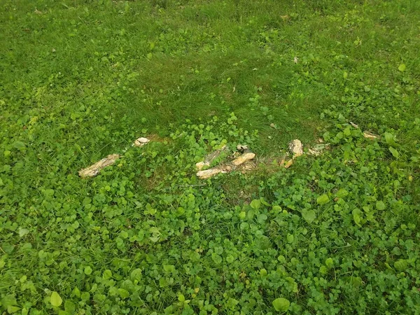 Een Stok Boomtak Groen Gras Gazon — Stockfoto