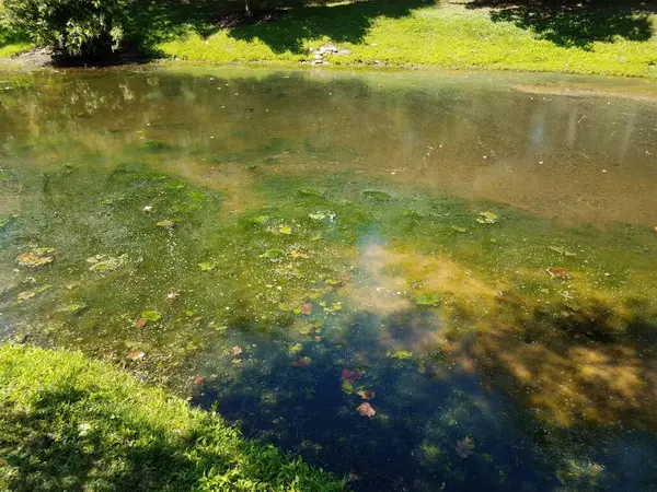 湖や池の中の藻や草が停滞し — ストック写真