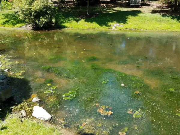 Água Estagnada Lago Lagoa Com Algas Verdes Grama — Fotografia de Stock