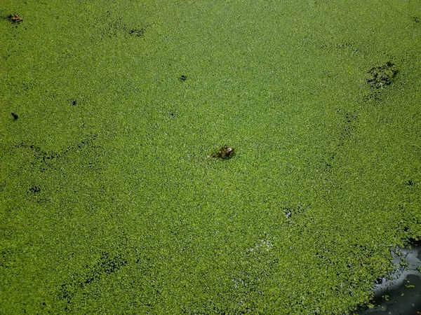 池や湖の水が停滞し緑の植物やカエルの頭が出てくる — ストック写真