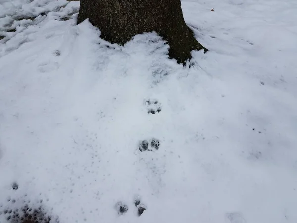 Ίχνη Σκίουρου Στο Χιόνι Που Οδηγεί Βελανιδιά — Φωτογραφία Αρχείου