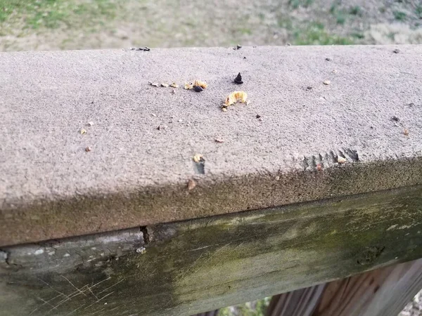 松鼠粪和食物 在甲板上的木板栏杆上咬痕 — 图库照片
