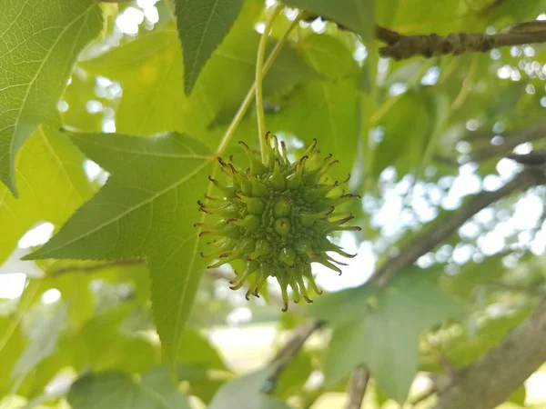 Stachelige Gummikugel Baum Mit Grünen Blättern — Stockfoto