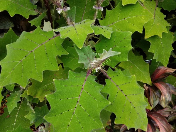 Plant Large Green Leaves Many Sharp Spikes — Stock Photo, Image