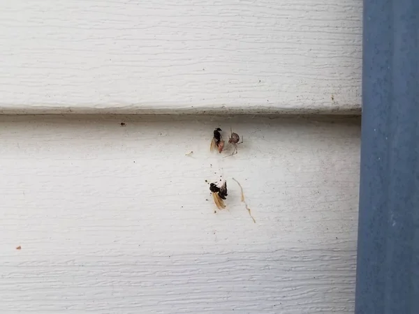 Aranha Com Insetos Alados Capturados Teia Tapume Casa Branca — Fotografia de Stock
