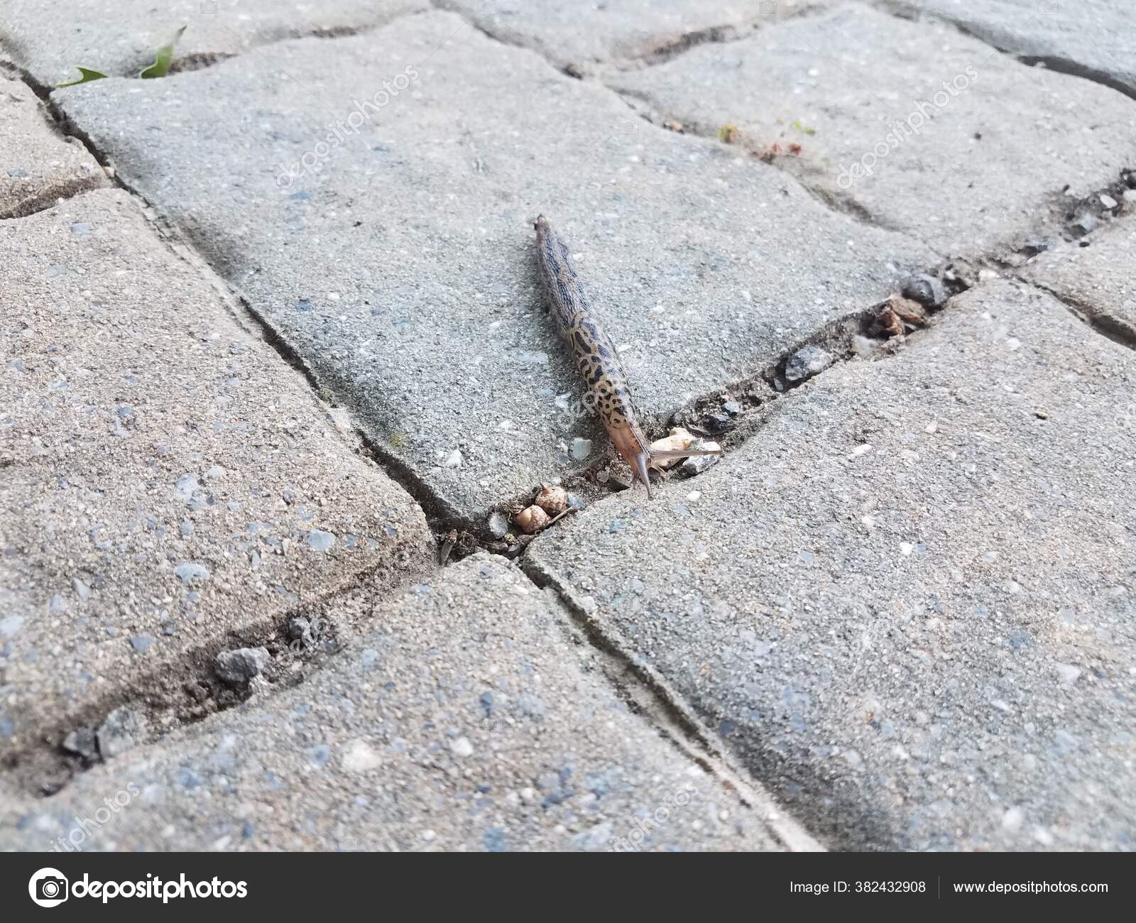 Slug Snail Crawling Stone Tiles Brick Path Outdoor — Stock Photo