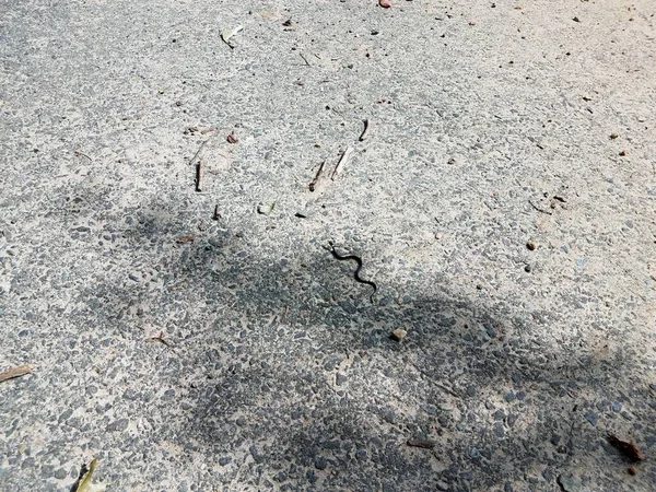 Küçük Siyah Yılan Asfalt Içinde Sürünüyor — Stok fotoğraf