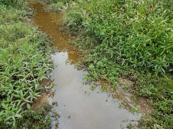 Cobra Nadando Água Lamacenta Zonas Húmidas Com Plantas Verdes — Fotografia de Stock