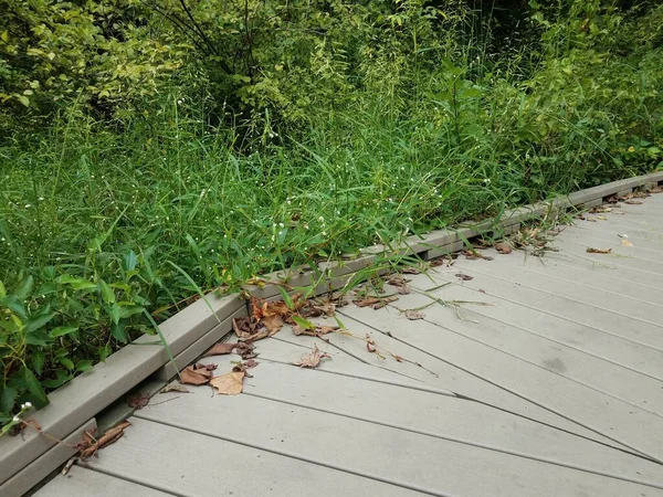 Serpent Noir Jaune Sur Promenade Les Plantes Herbes Vertes — Photo