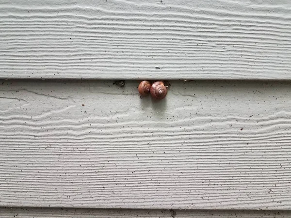 Two Snails Shells Dirty White House Siding — Stock Photo, Image