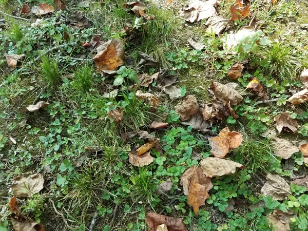 葉を持つ緑の草や芝生にカモフラージュされた小さなカエルやヒキガエル — ストック写真