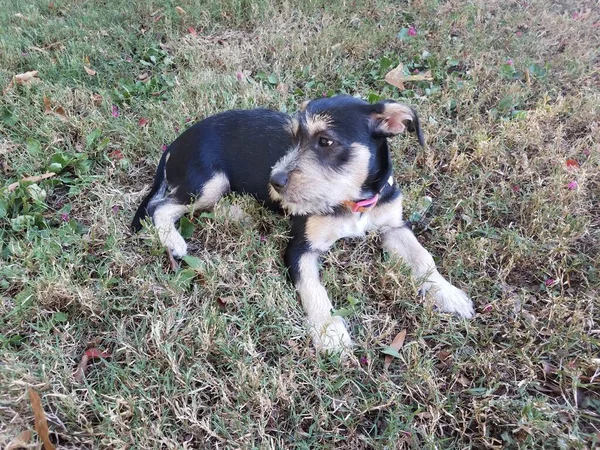 Petit Chien Noir Blanc Avec Collier Rose Assis Dans Herbe — Photo