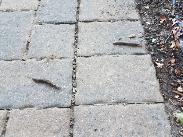 Dos Babosas Caracoles Arrastrándose Camino Baldosas Piedra Aire Libre —  Fotos de Stock