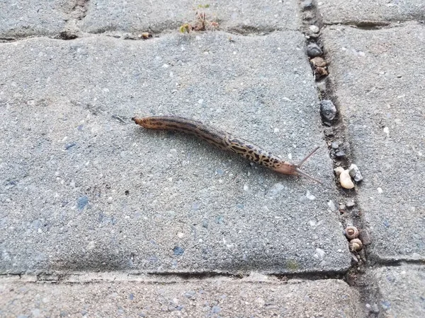 Lumaca Lumaca Strisciare Piastrelle Pietra Mattone Percorso Esterno — Foto Stock