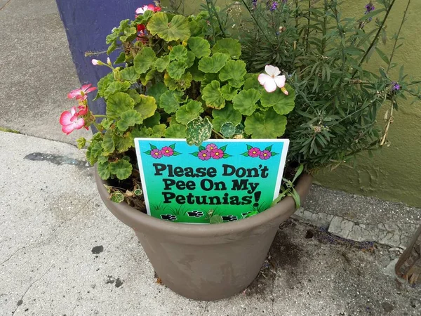 Plas Alsjeblieft Niet Mijn Petunia Bord Bloempot Met Bloemen Groene — Stockfoto