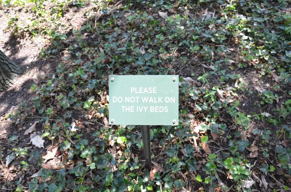 Παρακαλούμε Μην Περπατήσετε Στο Κισσό Κρεβάτια Υπογράψει Πράσινο Κισσό Φυτά — Φωτογραφία Αρχείου