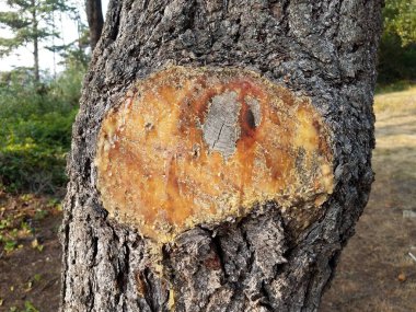 Ağacın üzerinde ağaç dalı ve ağaç kabuğuyla yapışkan özsuyu.