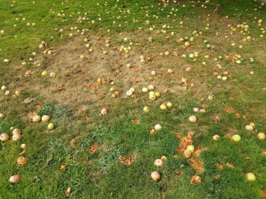 Çürüyen elma meyveleri yeşil çimlerde ya da çimlerde