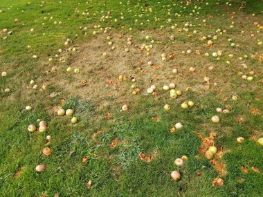 Çürüyen elma meyveleri yeşil çimlerde ya da çimlerde