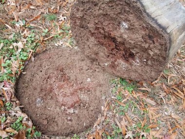 Çürümüş ağaç kütüğü ve çamurdaki termitler.