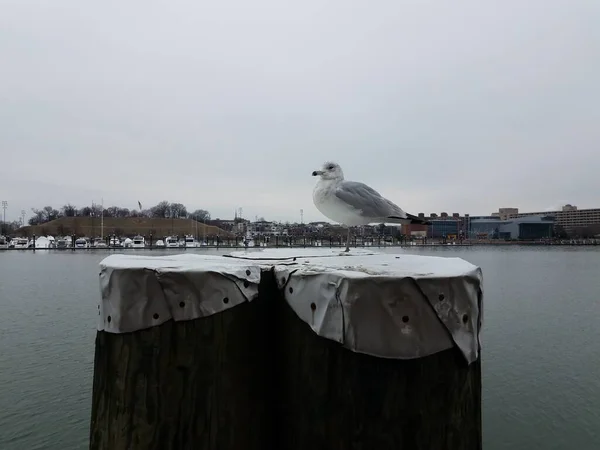 Uccello Gabbiano Bianco Sul Molo Legno Nel Porto Interno Baltimora — Foto Stock