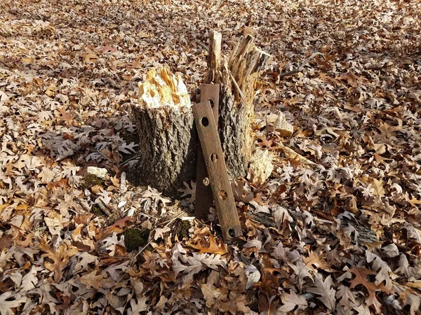 Morceaux Métal Rouillés Sur Tronc Arbre Avec Des Feuilles Brunes — Photo