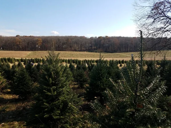 rows of many green pine Christmas trees at farm