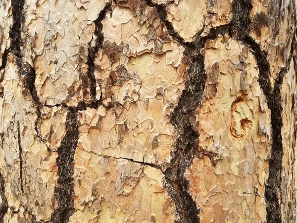 Rough Textured Brown Cracked Split Tree Trunk Bark — Stock Photo, Image