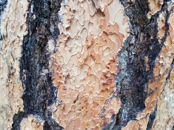 Corteza Tronco Árbol Agrietado Partido Marrón Texturizado Áspero — Foto de Stock