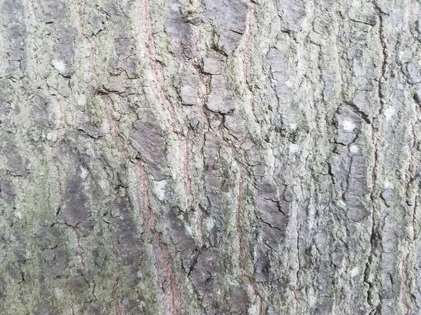 Una Corteccia Ruvida Strutturata Marrone Incrinato Tronco Albero — Foto Stock