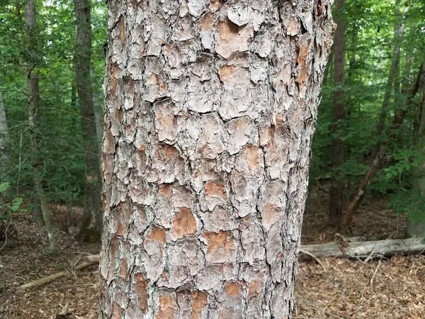 Écorce Arbre Brun Rugueuse Sur Tronc Dans Forêt Les Bois — Photo