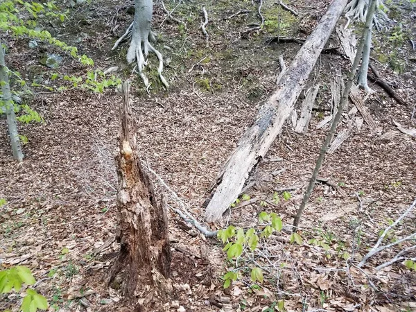 Shnilý Nebo Rozkládající Padlý Strom Hnědými Listy Lese Nebo Lesích — Stock fotografie