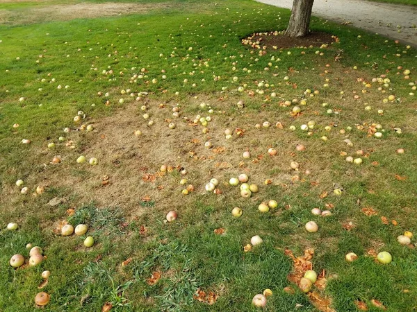 Гниющие Яблочные Фрукты Зеленой Траве Газоне — стоковое фото