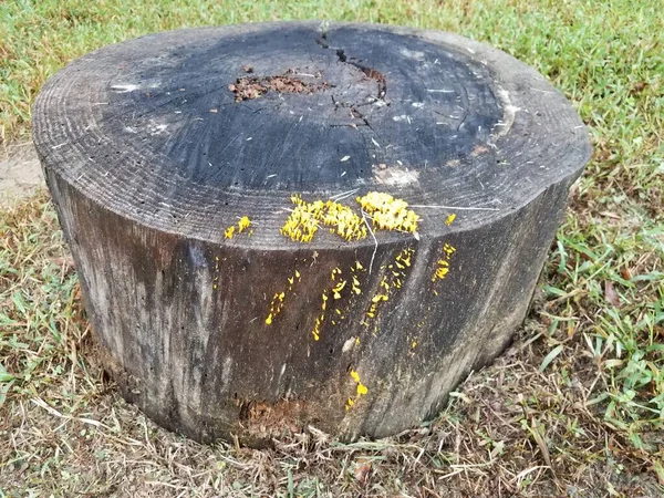 Tocón Árbol Madera Podrida Con Hongos Setas Naranja —  Fotos de Stock