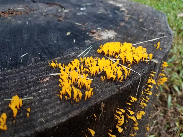 Rotte Boomstronk Met Sinaasappelschimmel Paddenstoelen — Stockfoto