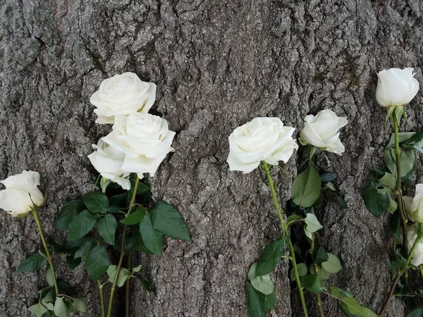 large tree with white roses at base of tree
