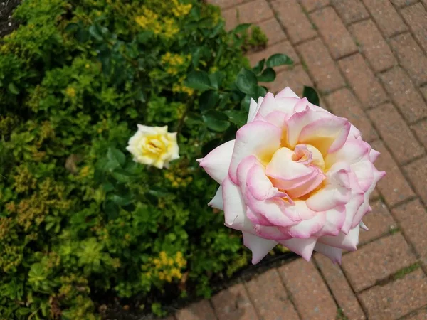 Ένα Ροζ Και Κίτρινο Λουλούδι Και Τούβλο Μονοπάτι — Φωτογραφία Αρχείου