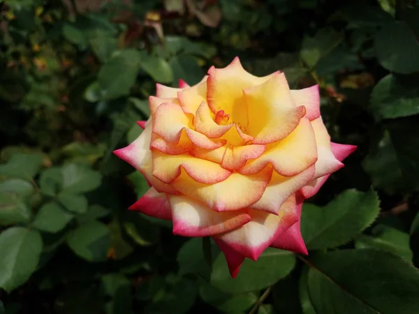 Ροζ Και Κίτρινο Λουλούδι Στο Φυτό Πράσινα Φύλλα — Φωτογραφία Αρχείου