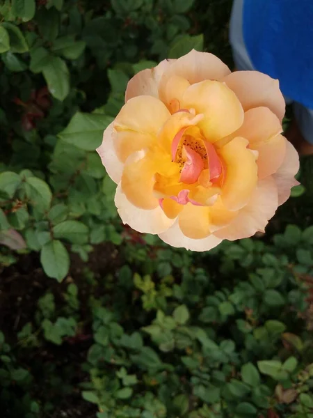 Ροζ Λουλούδι Στο Φυτό Πράσινα Φύλλα — Φωτογραφία Αρχείου