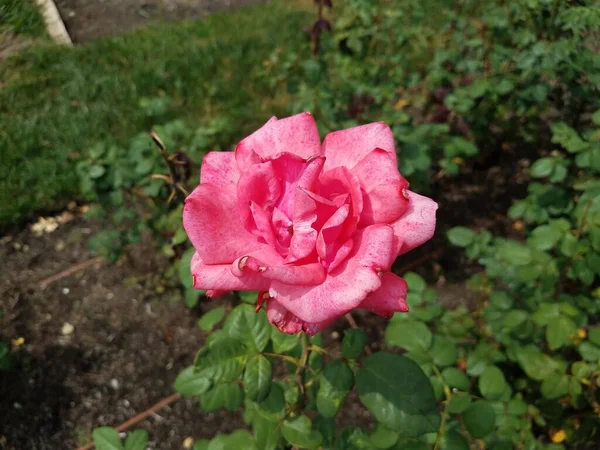 Розовый Цветок Растении Зелеными Листьями — стоковое фото