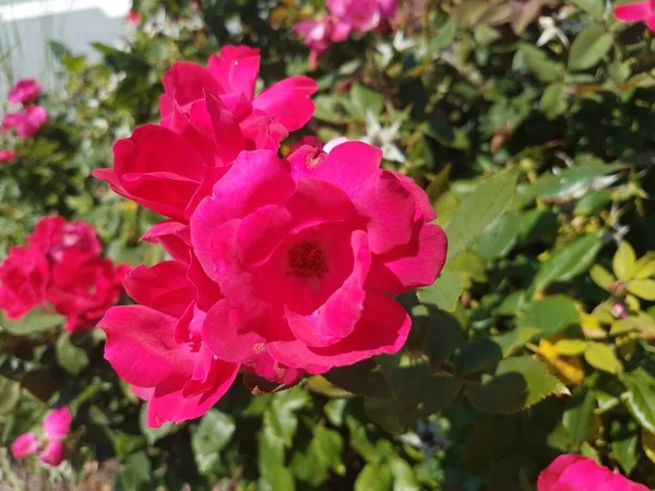 Arbusto Rosa Com Uma Pétala Flor Rosa Folhas Verdes — Fotografia de Stock