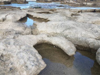 Sahilde kayalar ve tidehavuz suyu Isabela, Porto Riko 'da salyangoz izleri var.