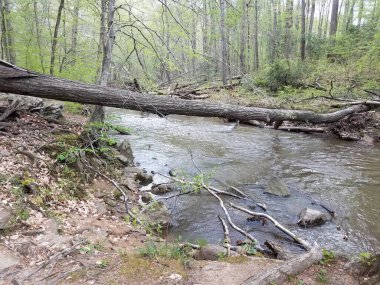 Ormanda ya da ormanda çamur ve ağaçlarla dolu nehir ya da dere