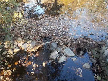 Taşlı, yapraklı, dallı ve yansımalı nehir suyu