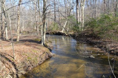 Nehir, akarsu ya da derede ağaçlı orman ya da ormanlarda