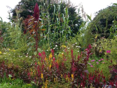 yeşil otlu kırmızı ve sarı bitkiler