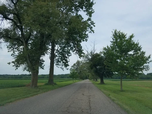 Long Asphalt Road Lined Trees Grass — Stock Photo, Image