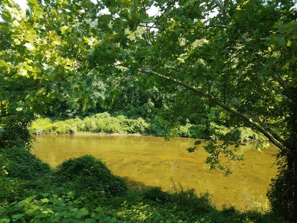 Medium Sized River Green Trees Shores — Stock Photo, Image